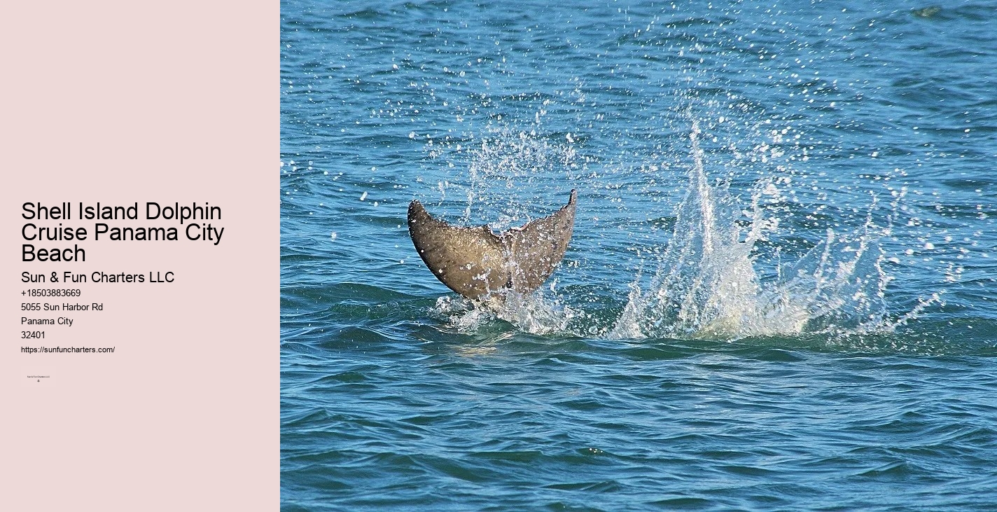 Swim With Dolphins Panama City Beach Shell Island